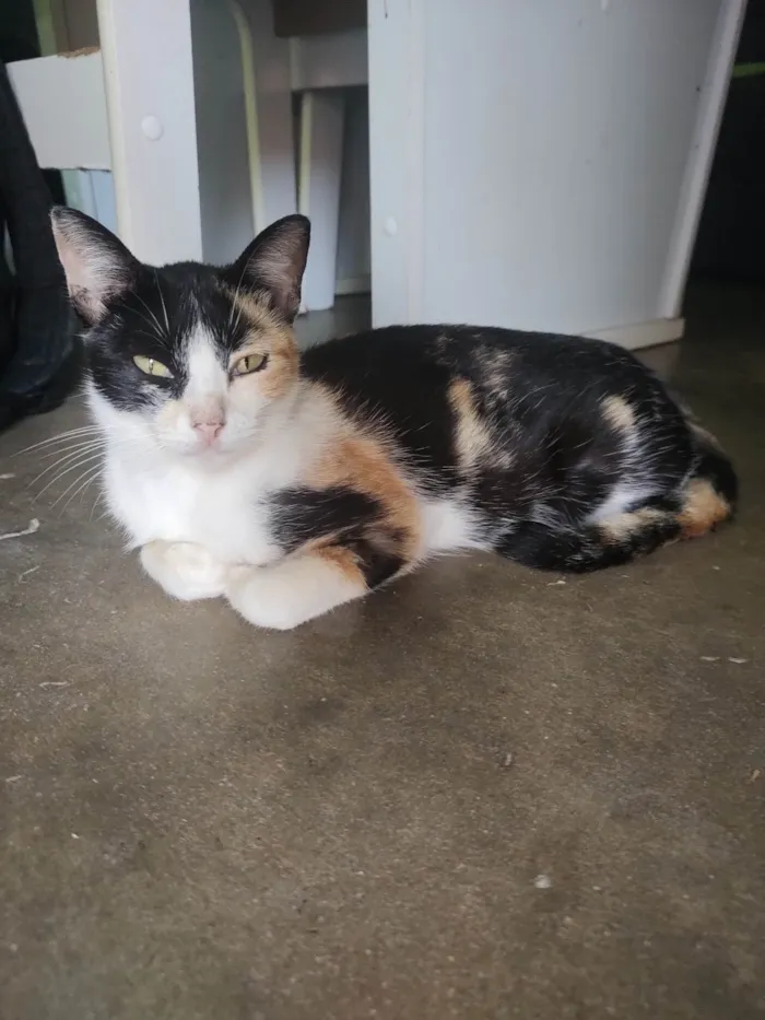 Gato ra a SRD-ViraLata idade 6 ou mais anos nome Luna 