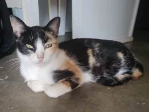 Gato raça SRD-ViraLata idade 6 ou mais anos nome Luna 