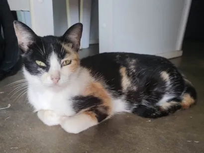 Gato raça SRD-ViraLata idade 6 ou mais anos nome Luna 