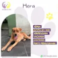 Hera