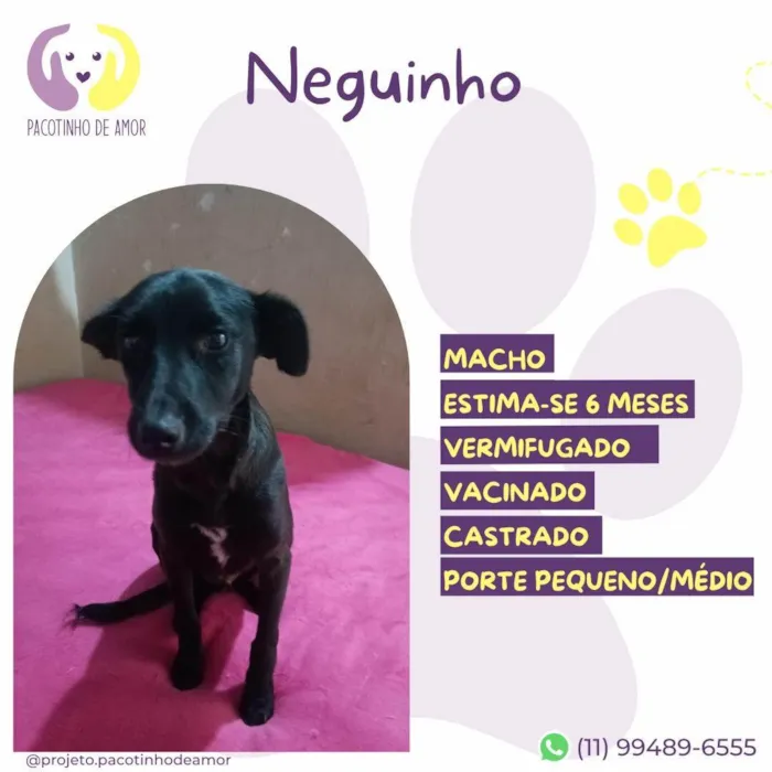 Cachorro ra a SRD-ViraLata idade 2 a 6 meses nome Neguinho
