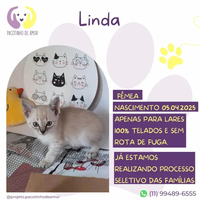 Gato ra a SRD-ViraLata idade Abaixo de 2 meses nome Linda