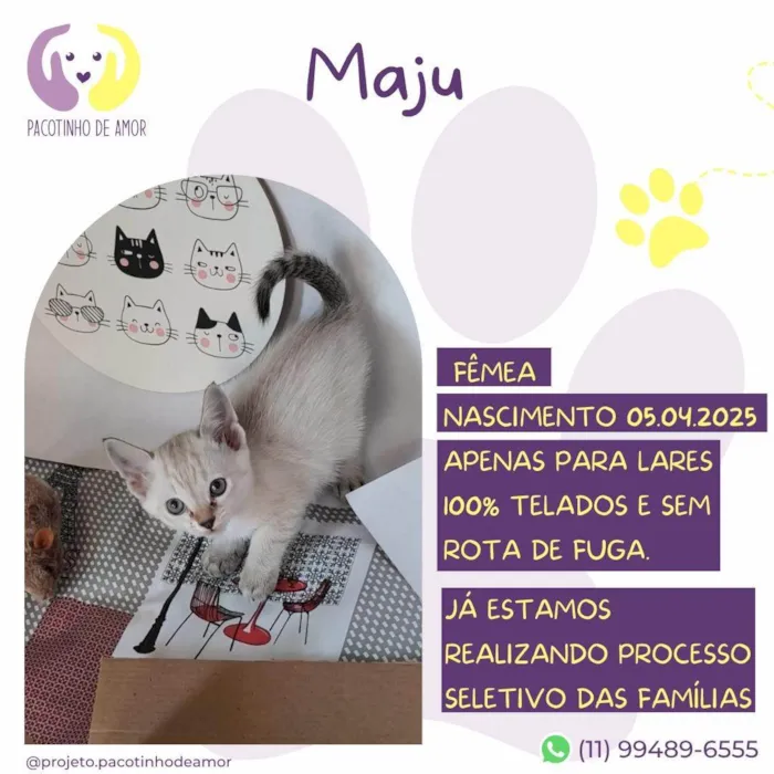 Gato ra a SRD-ViraLata idade Abaixo de 2 meses nome Maju