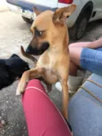 Raposinha