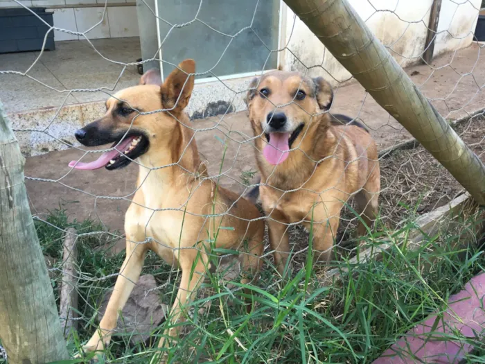 Cachorro ra a SRD-ViraLata idade 2 anos nome Raposinha