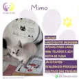 Mimo