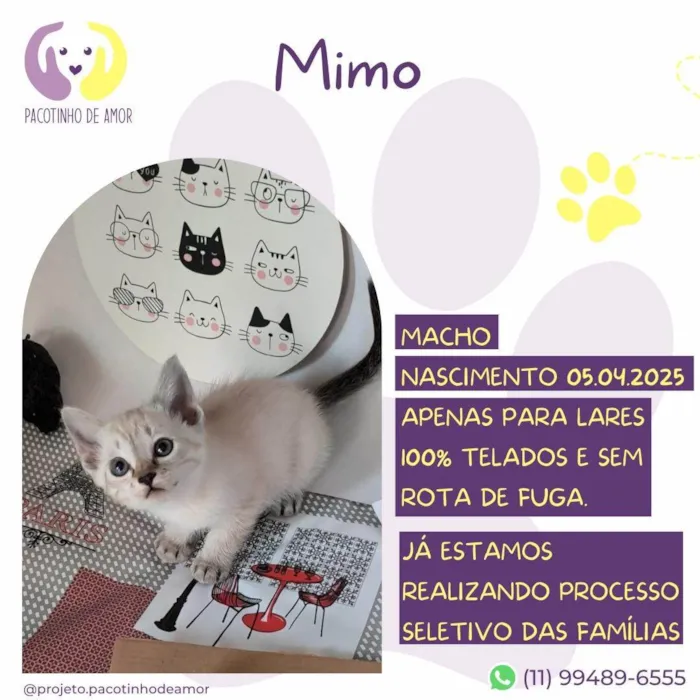 Gato ra a SRD-ViraLata idade Abaixo de 2 meses nome Mimo