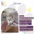 Junior