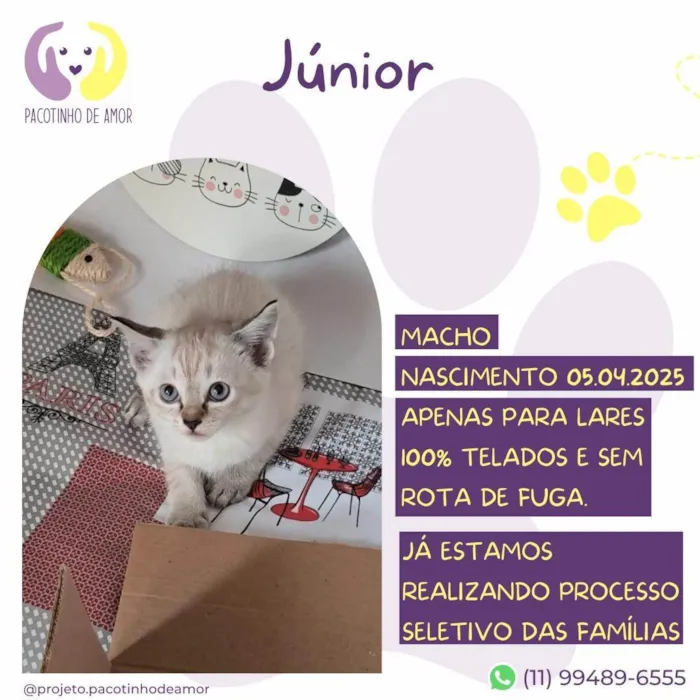 Gato ra a SRD-ViraLata idade Abaixo de 2 meses nome Junior