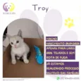 Troy