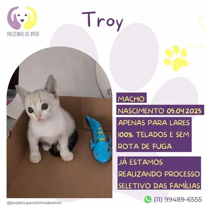 Gato ra a SRD-ViraLata idade Abaixo de 2 meses nome Troy