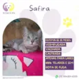 Safira