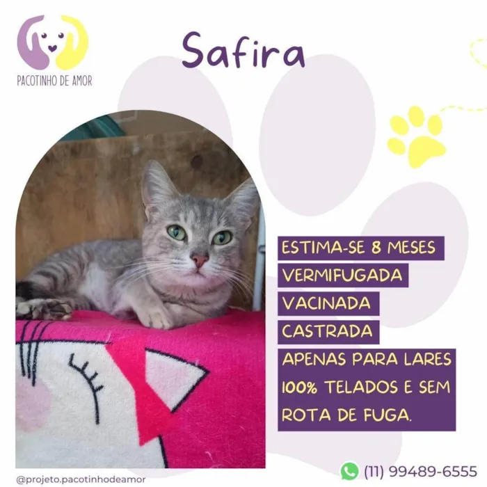 Gato ra a SRD-ViraLata idade 7 a 11 meses nome Safira