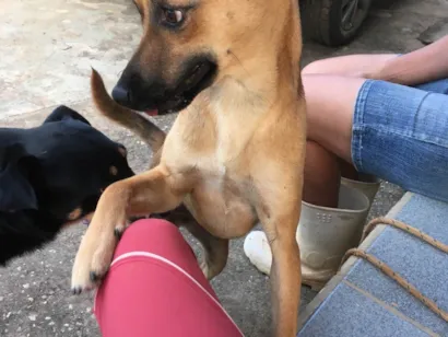 Cachorro raça SRD-ViraLata idade 2 anos nome Raposinha