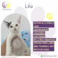 Léo 