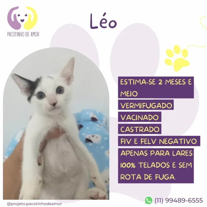 Gato ra a SRD-ViraLata idade Abaixo de 2 meses nome Léo 