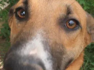 Cachorro raça Border Collie idade 2 anos nome Menininho
