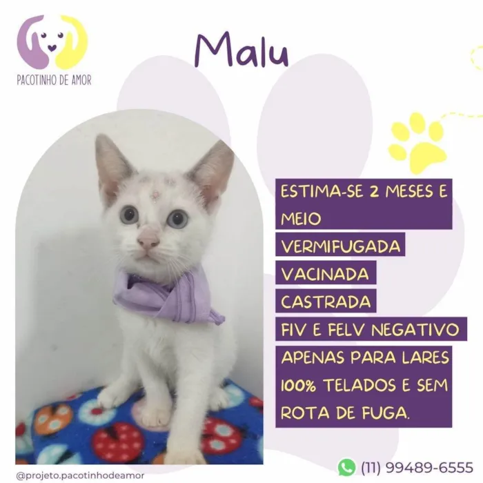 Gato ra a SRD-ViraLata idade 2 a 6 meses nome Malu