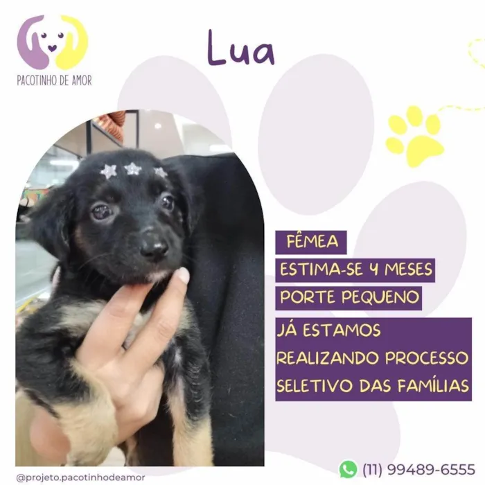 Cachorro ra a SRD-ViraLata idade 2 a 6 meses nome Lua