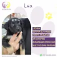 Lua