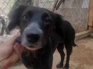 Cachorro raça SRD-ViraLata idade 3 anos nome Jade