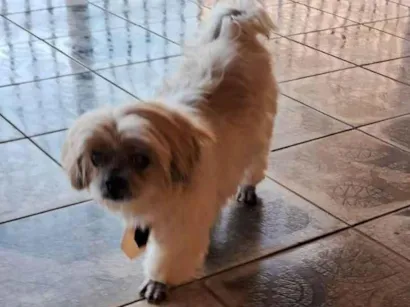 Cachorro raça Shitzu idade 6 ou mais anos nome BIL