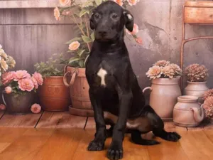 Cachorro raça SRD-ViraLata idade 2 a 6 meses nome Bento 