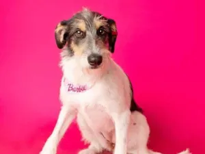 Cachorro raça SRD-ViraLata idade 1 ano nome Nina 