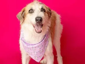 Cachorro raça SRD-ViraLata idade 2 anos nome Emy 