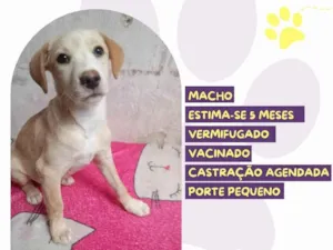 Cachorro raça SRD-ViraLata idade 2 a 6 meses nome Zezinho 