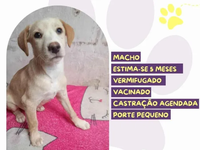 Cachorro ra a SRD-ViraLata idade 2 a 6 meses nome Zezinho 