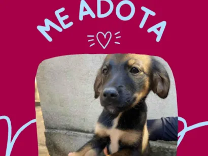 Cachorro raça Shitzu idade 2 a 6 meses nome Florzinha