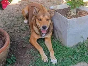 Cachorro raça SRD-ViraLata idade 4 anos nome Marley 