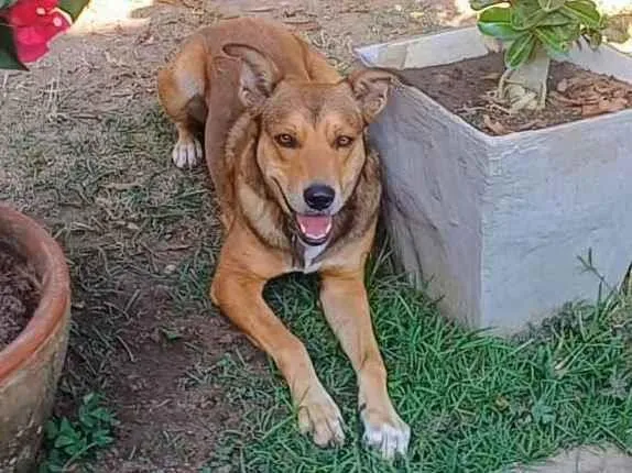 Cachorro ra a SRD-ViraLata idade 4 anos nome Marley 