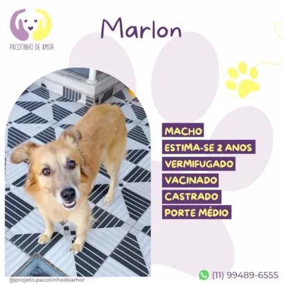Cachorro raça SRD-ViraLata idade 2 anos nome Marlon