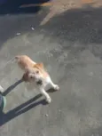 Scooby 