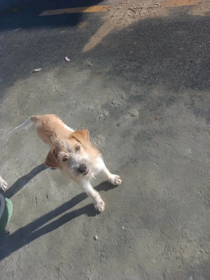 Cachorro ra a SRD-ViraLata idade 2 a 6 meses nome Scooby 