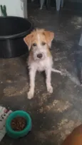 Scooby 