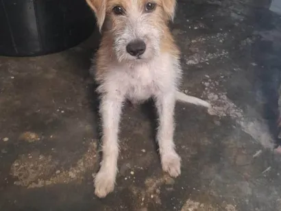 Cachorro raça SRD-ViraLata idade 2 a 6 meses nome Scooby 