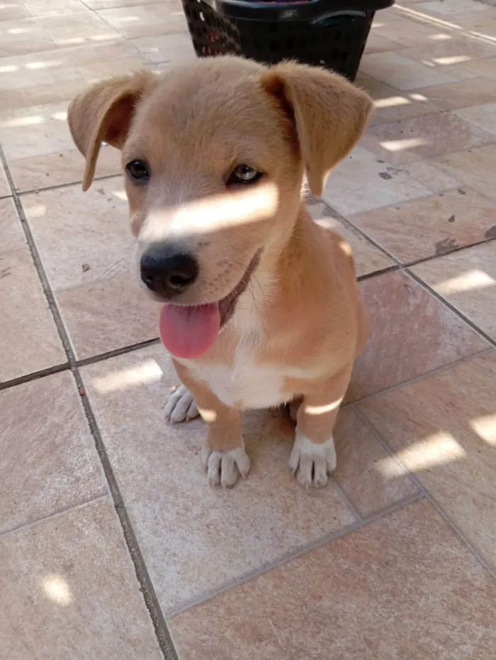 Cachorro ra a SRD-ViraLata idade 7 a 11 meses nome Meg