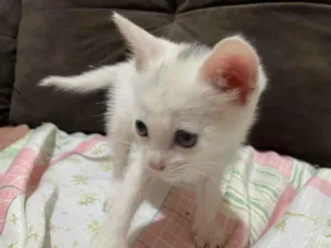 Gato raça SRD-ViraLata idade Abaixo de 2 meses nome Andressa Reis De Oliveira