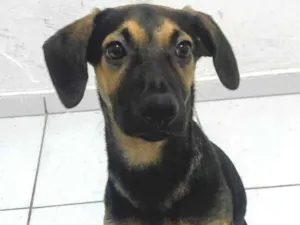 Cachorro raça SRD-ViraLata idade 7 a 11 meses nome Billy 