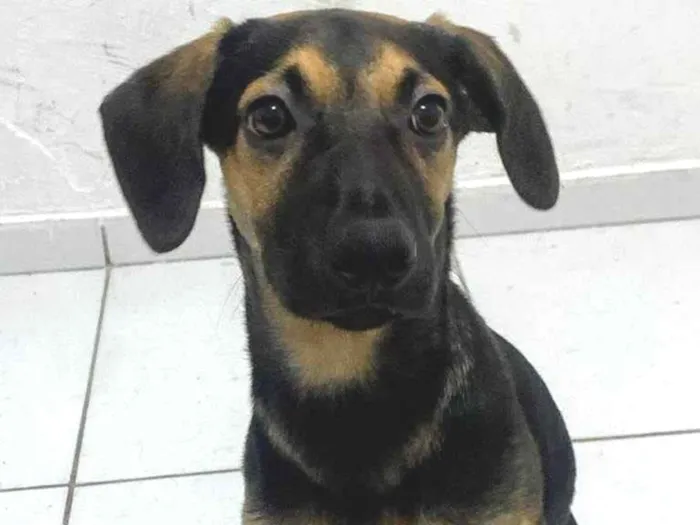 Cachorro ra a SRD-ViraLata idade 7 a 11 meses nome Billy 