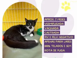 Gato raça SRD-ViraLata idade 2 a 6 meses nome Haru