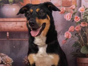 Cachorro raça SRD-ViraLata idade 2 anos nome Kyara 