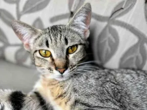 Gato raça SRD-ViraLata idade 1 ano nome Sophie 