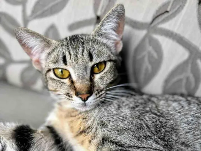 Gato ra a SRD-ViraLata idade 1 ano nome Sophie 