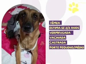Cachorro raça SRD-ViraLata idade 2 anos nome Caramela