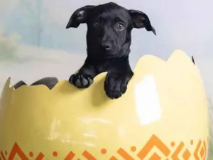 Cachorro raça SRD-ViraLata idade 2 a 6 meses nome Christian 