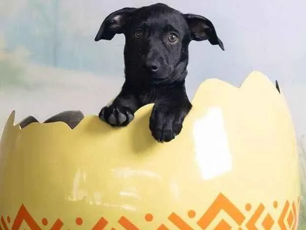 Cachorro ra a SRD-ViraLata idade 2 a 6 meses nome Christian 